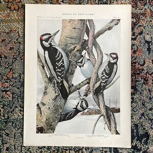 🖤5/$25 Antique Ornithological Bird Print Original woodpecker